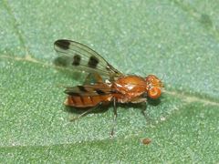 Opomyzoidea