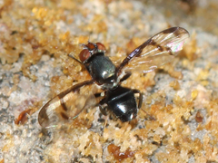 Herina lacustris