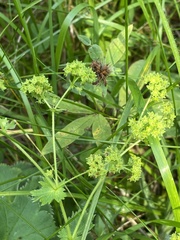 Alchemilla subcrenata