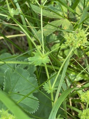 Alchemilla subcrenata
