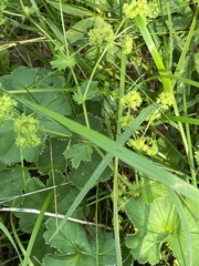 Alchemilla subcrenata