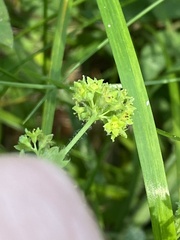 Alchemilla subcrenata