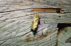 Euchalcia variabilis