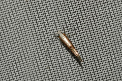 Argyresthia semifusca