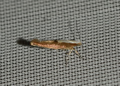 Argyresthia semifusca