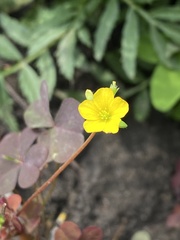 Oxalis stricta rufa