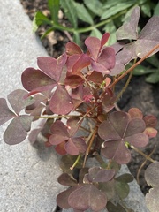 Oxalis stricta rufa