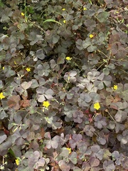 Oxalis stricta rufa