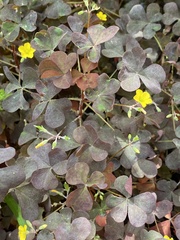 Oxalis stricta rufa