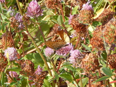Argynnis adippe