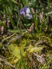 Pinguicula nevadensis