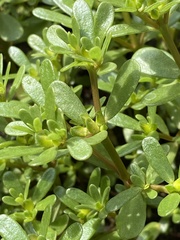 Portulaca oleracea
