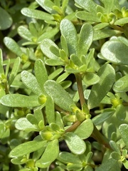 Portulaca oleracea