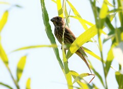 Carpodacus erythrinus grebnitskii