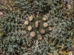 Onopordum acaulon
