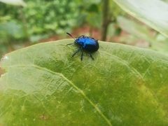 Platycorynus peregrinus