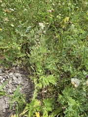 Artemisia vulgaris