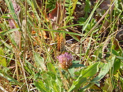 Argynnis adippe