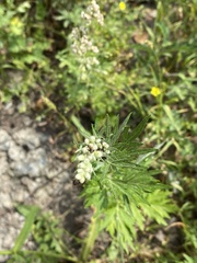 Artemisia vulgaris