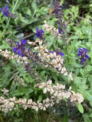 Salvia nemorosa