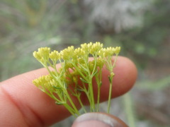 Athanasia vestita