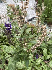 Salvia nemorosa
