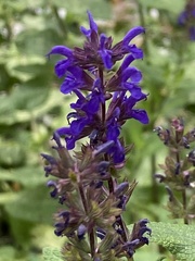 Salvia nemorosa