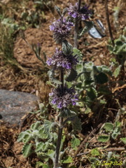 Marrubium supinum