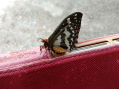 Pterothysanus laticilia