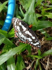 Pterothysanus laticilia