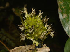 Goeppertia monophylla