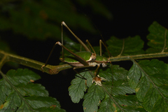 Xenicola brauni