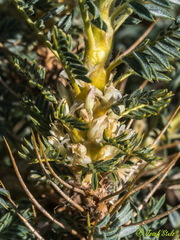 Astragalus granatensis