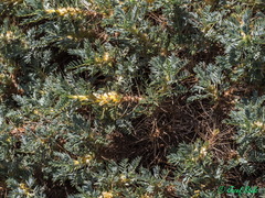 Astragalus granatensis