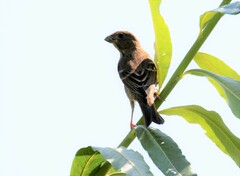 Carpodacus erythrinus grebnitskii
