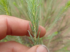 Athanasia vestita