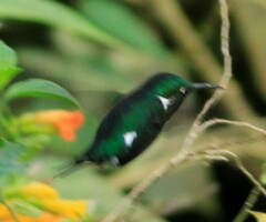 Chaetocercus mulsant