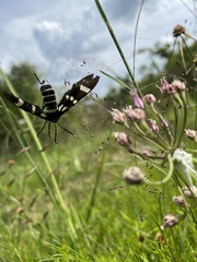 Syntomeida melanthus