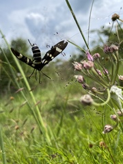 Syntomeida melanthus