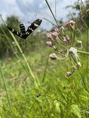 Syntomeida melanthus