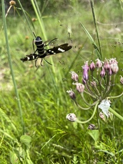 Syntomeida melanthus