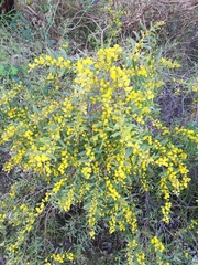 Acacia cochlearis