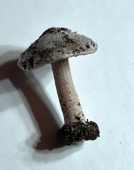 Inocybe acriolens