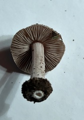 Inocybe acriolens