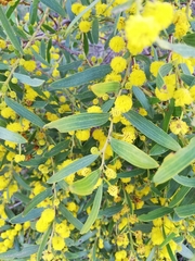 Acacia cochlearis