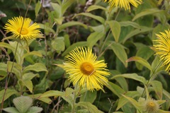 Inula hookeri