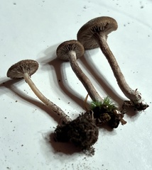 Entoloma fuscosquamosum