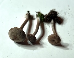 Entoloma fuscosquamosum