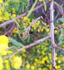 Acacia cochlearis