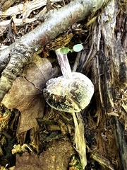 Hypomyces porphyreus